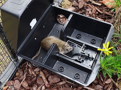 rodent trapping