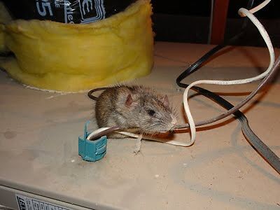 rodent trapping